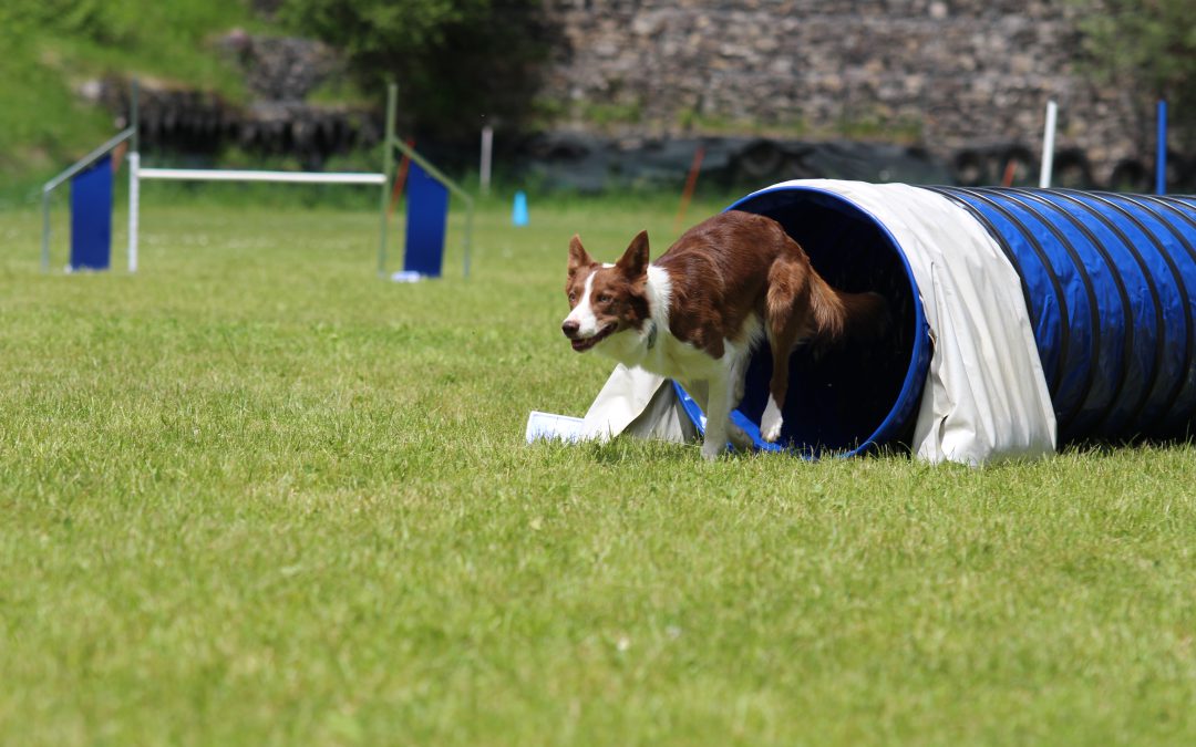 FHN BEHENDIGHEID, VANUIT DE VISIE